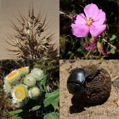 October flowers from Silvermine North