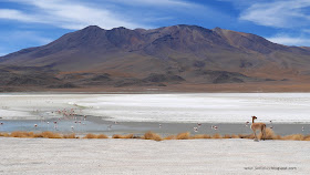 Vicuna and Flamingos, Laguna Hedionda, Uyuni, Bolivia