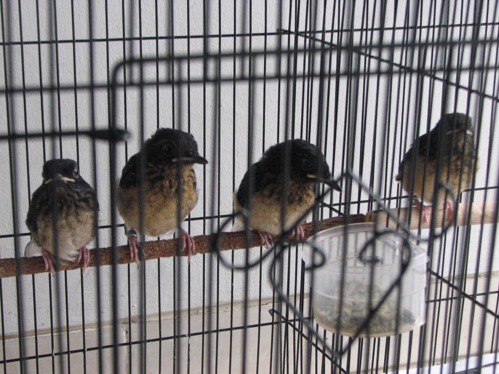 Harga Burung Decu Kembang Gacor : Mp3 Suara Burung Decu ...