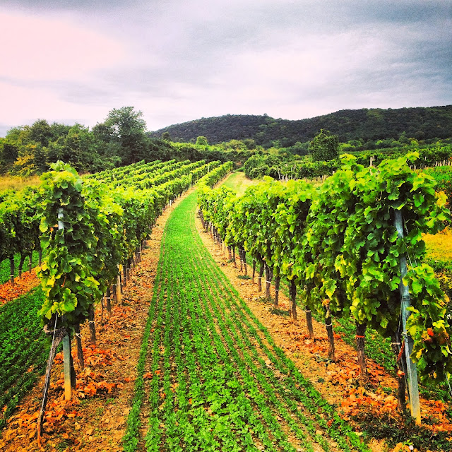 Picture of vineyard in Austria.