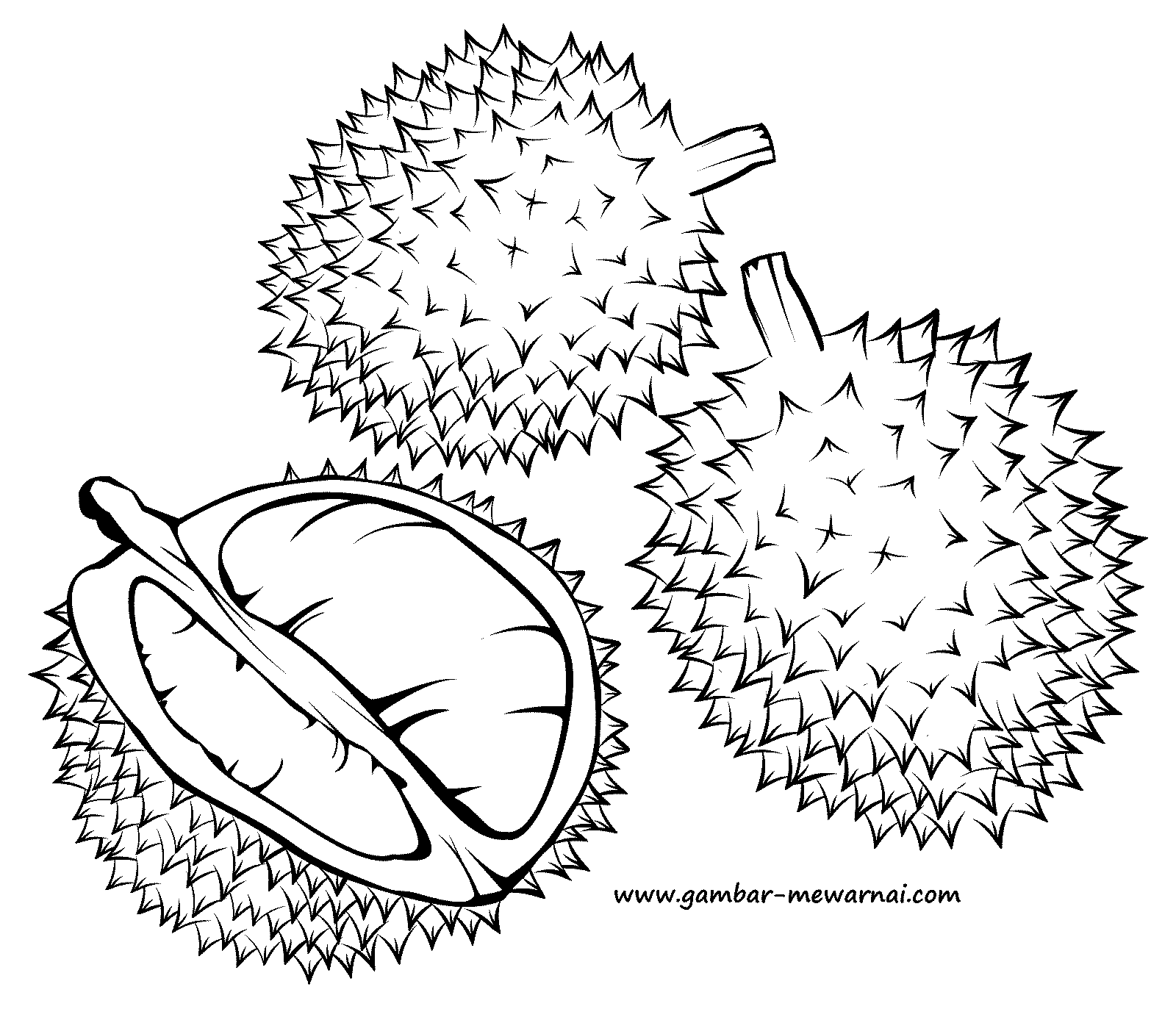 Gambar Mewarnai Buah Durian - Contoh Gambar Mewarnai