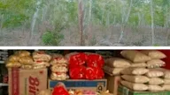 Tak Sebanding, Harga Bahan Pokok Naik, Harga Getah Karet Malah Turun