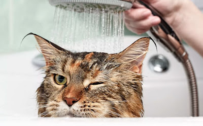 Do Cats Need Baths?