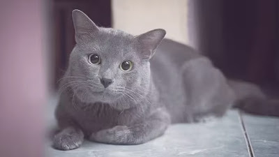 Mengenal kucing-kucing Nusantara