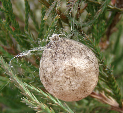 Garden Spider   on Egg Sac Of Garden Spider Argiope Aurantia On Eastern Red