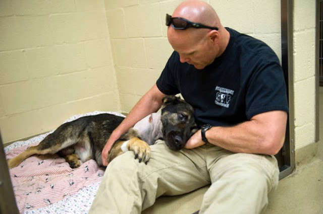 Bandit, a Sacramento Police dog survives after getting shot in the neck by a robber, Sacramento Police K-9, awesome dog, brave dogs, amazing dog, k-9