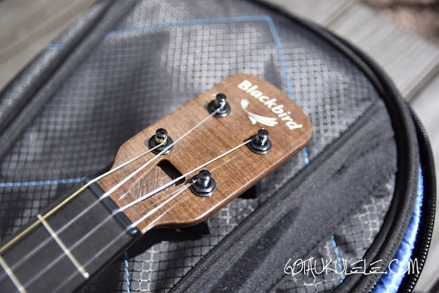 Blackbird Farallon Tenor Ukulele headstock