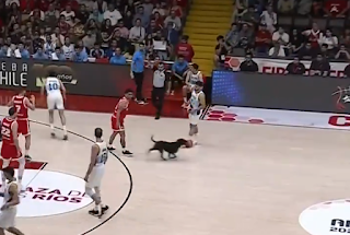 Dog runs onto court, Chile vs. Argentina, 2025 FIBA AmeriCup qualifier, 2/26/2024
