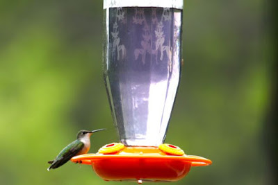 female Ruby-throated Hummingbird at feeder