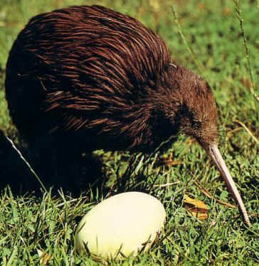 Beautiful,cute ,little and brown kiwi. little kiwi is stand position in grass,wallpaper,pitcher,images