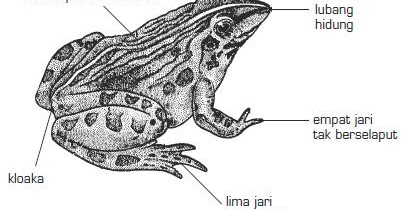 Contoh Ciri Jenis  Hewan  Bertulang Belakang Vertebrata  