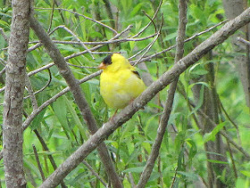 goldfinch