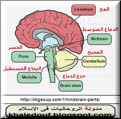 الروحانيات فى الإسلام الجزء الرابع القرين والجاثوم القرين