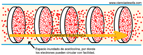 Respuestas Xix Como Producen Electricidad Las Anguilas Ciencia De Sofa