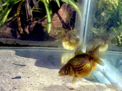 Pearlscale Goldfish