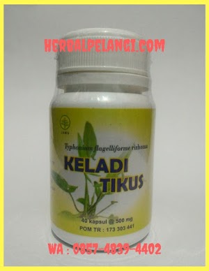 Jual Kapsul Keladi Tikus Di Pohuwato | WA : 0857-4839-4402