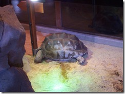 2012.08.05-021 tortue