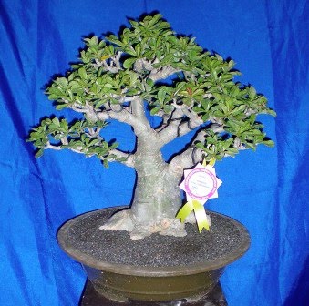  Bonsai  Bali Info Dokumentasi Sanur Festival Bonsai  