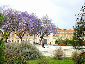 Jacaranda Purple Flowers, Lisbon
