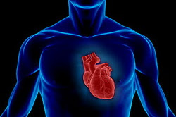New stem cells found in heart.