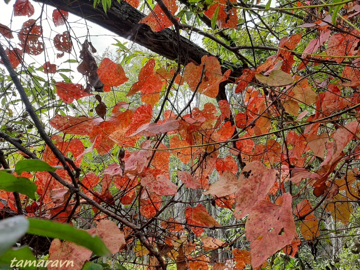 Виноград амурский (Vitis amurensis)