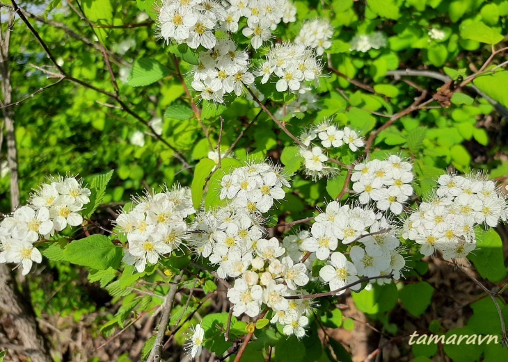 Смотрите также тему:  Спирея уссурийская / Таволга уссурийская (Spiraea ussuriensis)