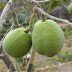 Zapote Blanco: 14 Beneficios para la salud