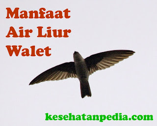 Manfaat Air Liur Walet