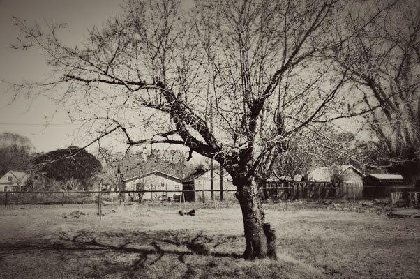 bing cherry tree pictures. to be a ing cherry tree,