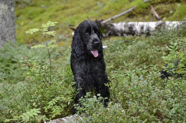 flat coated retriever