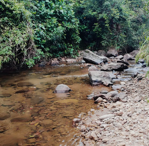 Figure 2. A stream where tiger loach lives, at Seethawaka river basin, Daraniyagala.