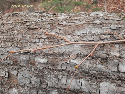 Липа амурская (Tilia amurensis)