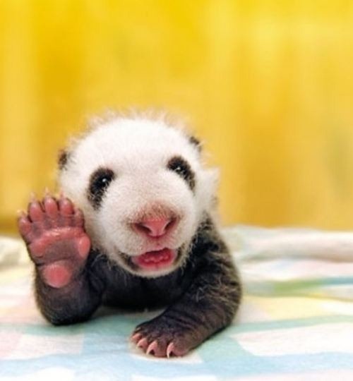 panda-bear-26