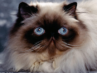 himalayan cat kitten puss pussy pussycat grimalkin kat mace pisik kotka gat macka kocka kass pusa kissa gato katze macska kottur kakis kate qattus kot pisica macka katt kedi con meo kucing pets, huisdieren, animaux de compagnie, Haustiere, animais, Animale de companie, animales domesticos, husdjur, Evcil Hayvan, anifeiliaid anwes, domace zvali, binatang kesayangan, augintiniai, animali domestici, peatai, bet kay, lemmikit, mga alagang hayop, domaci zvirata, kucni ljubimci, animals domestics, maskotak, binatang peliharaan