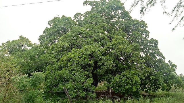 A NATUREZA QUE NOS TRANSMITE PAZ E SABEDORIA