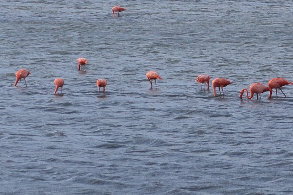 Pink Flamingos
