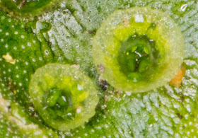 Marchantia polymorpha subsp. ruderalis, Common Liverwort.   Gemmae in cups.  Ridgeway, Hayes, 9 March 2016.