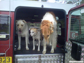 transporte de cães em veículos altos