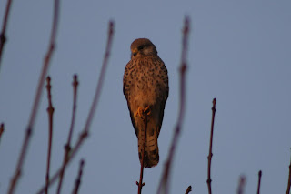 Kestrel