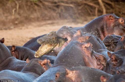 Rare Fight — Crocodile vs Hippo