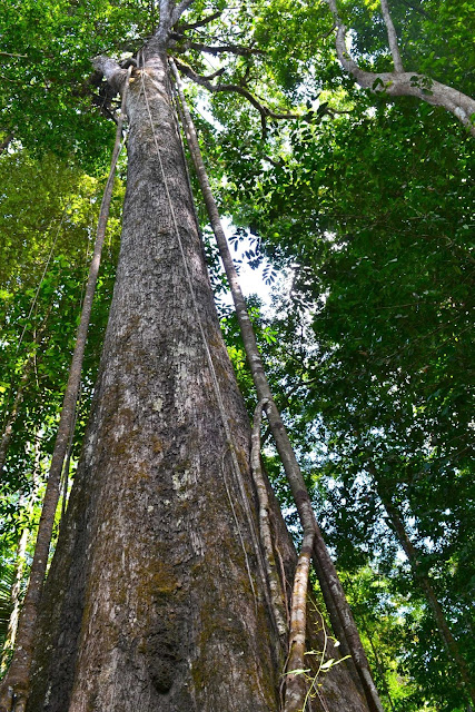 Guyane, Kourou, la montagne des singes, randonnée, jungle