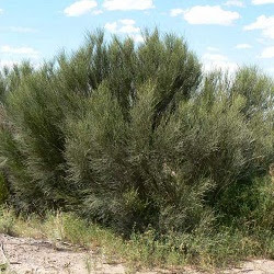 arboles argentinos Retamo Bulnesia retama