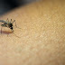 42% dos criadouros do mosquito da dengue estão em depósitos de água para consumo humano.