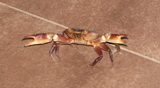 land crab