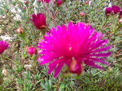 Lampranthus multiradiatus