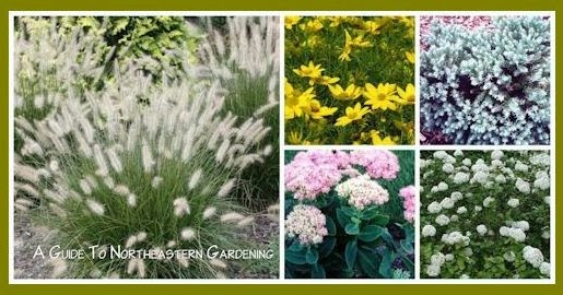 A Guide To Northeastern Gardening Drought Tolerant