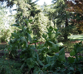 tobacco plants at VanDusen