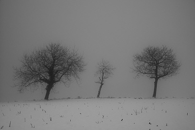 Photo with three trees in the mist and snow