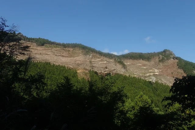 三辻山の伐採