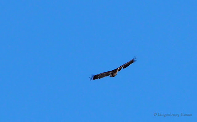 lingonberryhouse, maakotka, eagle, photography, valokuvaus, lintu